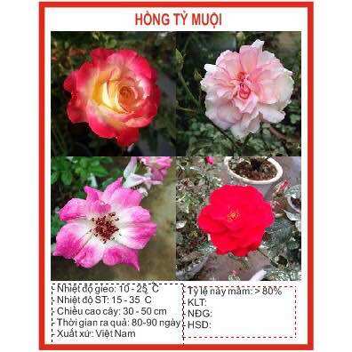 Hạt giống hoa hồng tỷ muội - 20 hạt