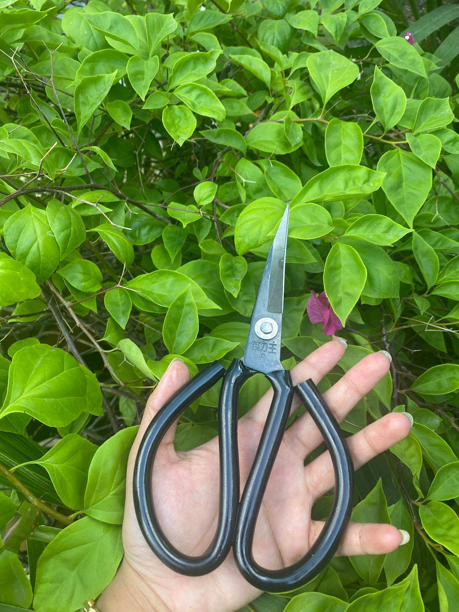 Kéo mũi cong lưỡi Thép đen - Mẫu cán đen 20cm