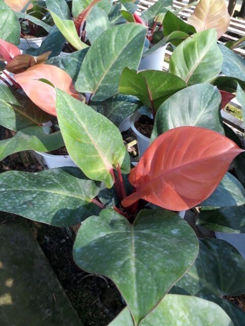 Trầu bà đế vương đỏ nâu