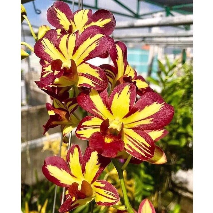 (1 chậu) Hoa lan dendro chớp vàng đỏ - tỷ lệ xổ chớp 5%