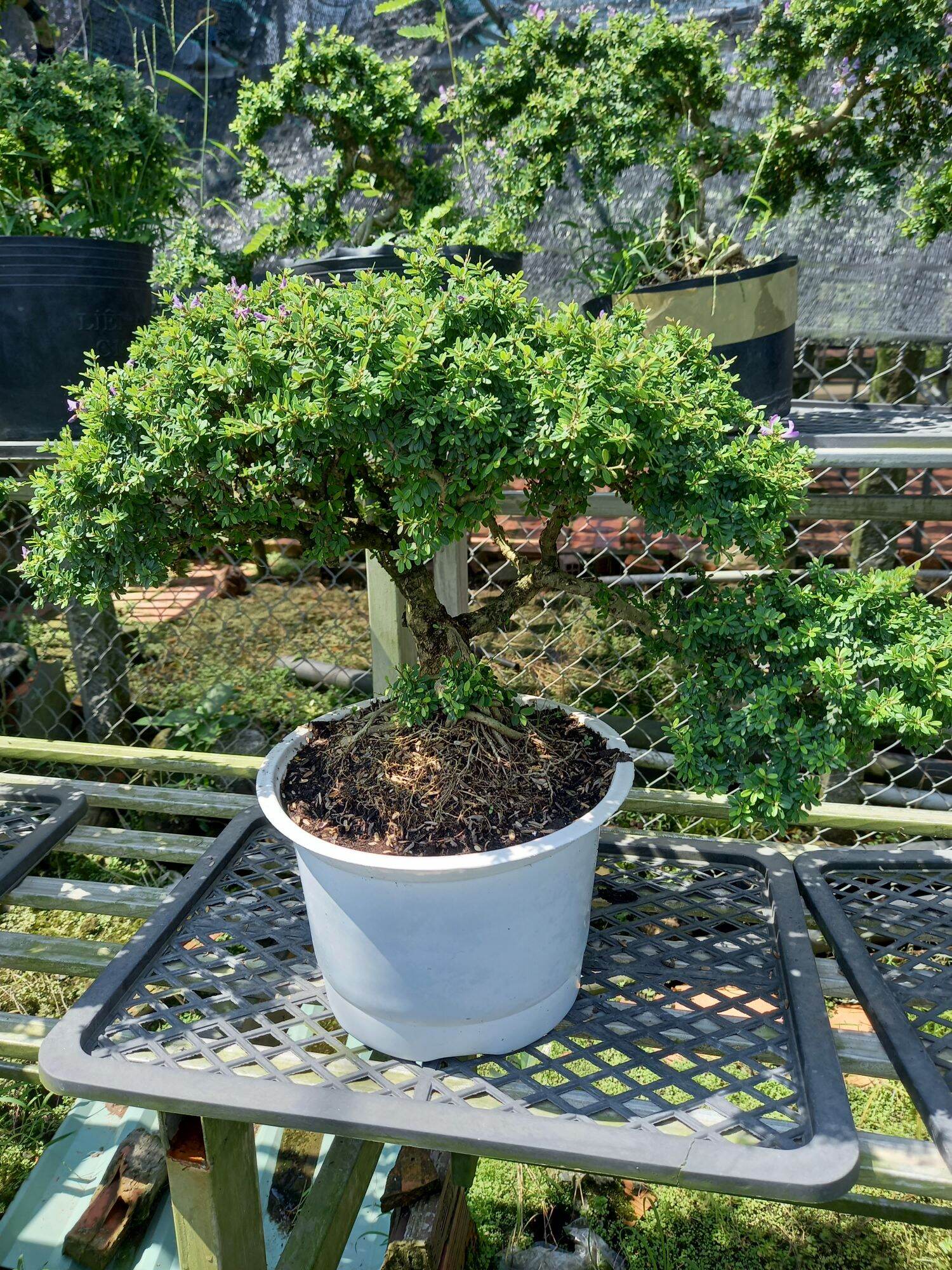 cây linh sam gạo bonsai