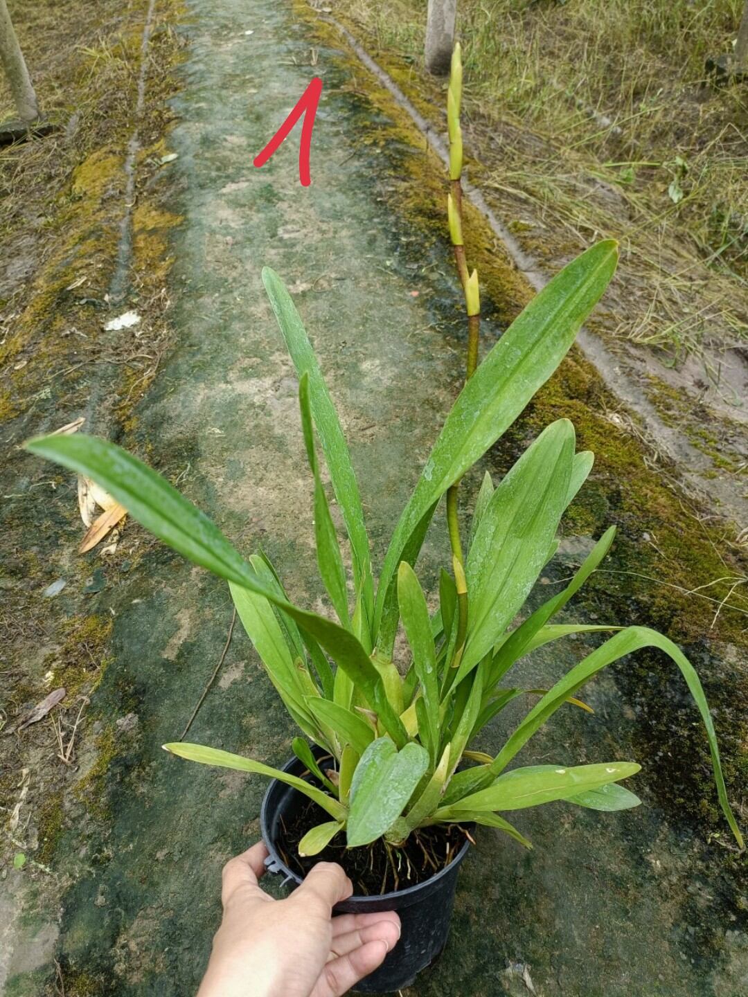 Vũ nữ Cam lửa đang nụ hoa