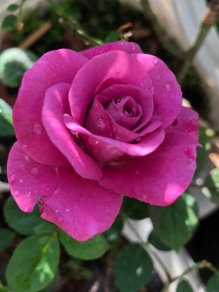 Hoa hồng ngoại tezza tím rose