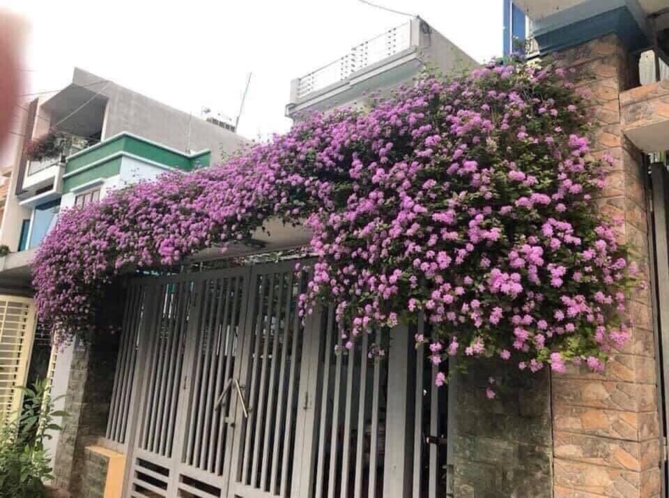 Cây ngũ sắc tím rũ