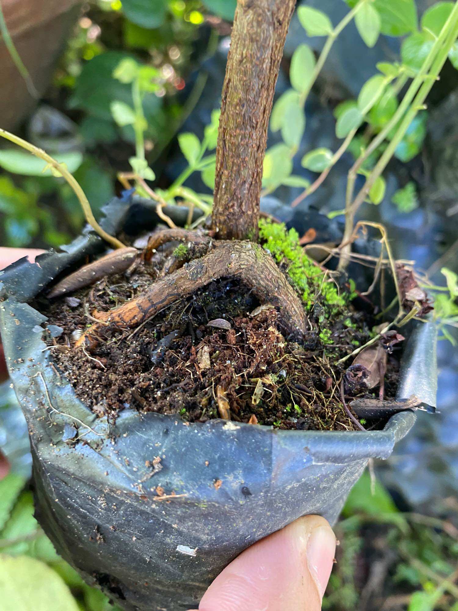 10 phôi Mai thủ đức quắn rể
