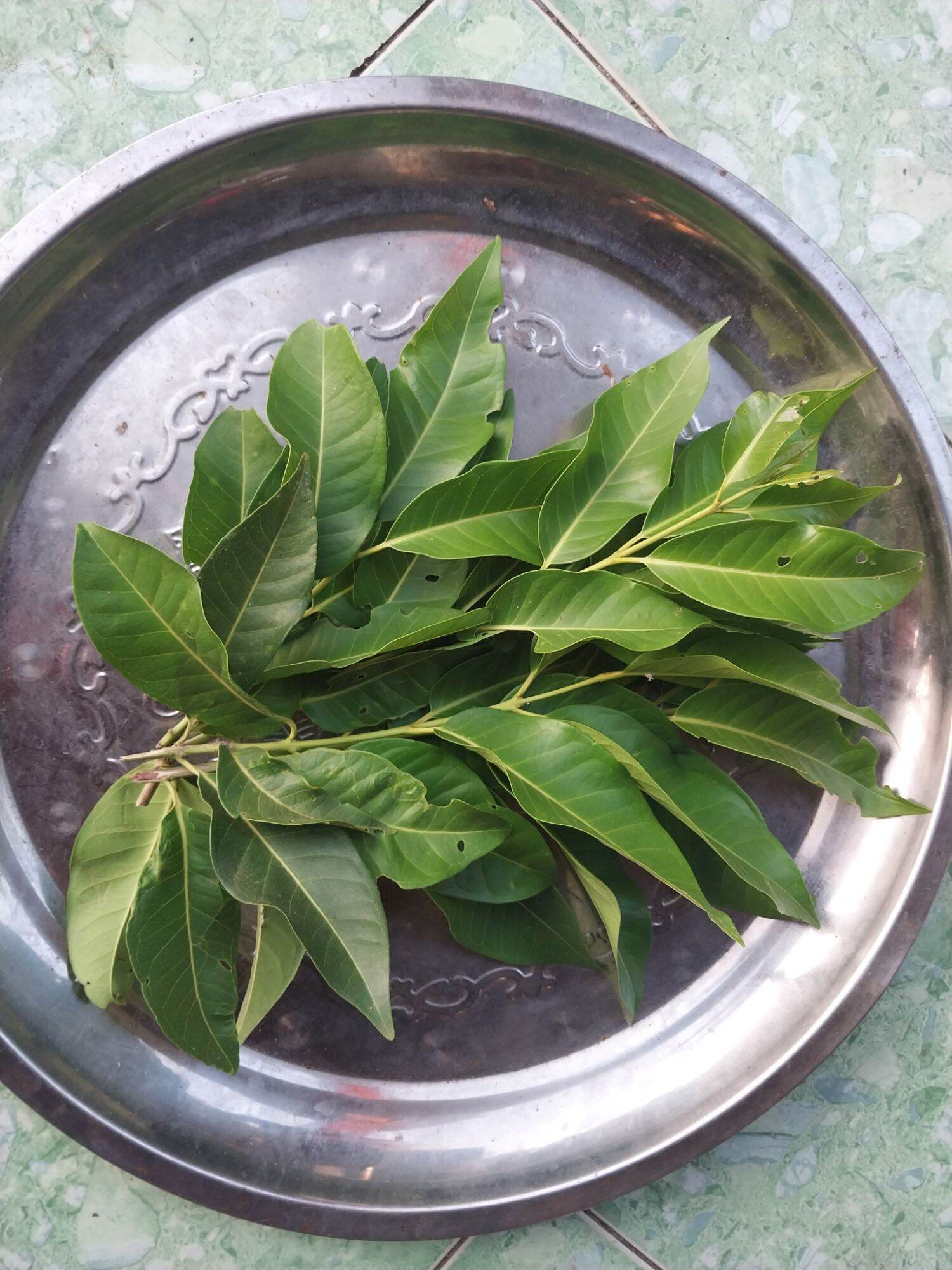 Lá vối tươi ( 1kg )