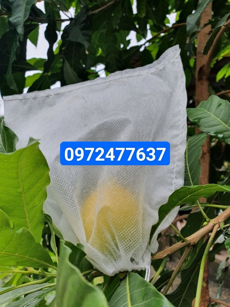 100 Túi 18*20 Bọc ổi, na, mận, cam