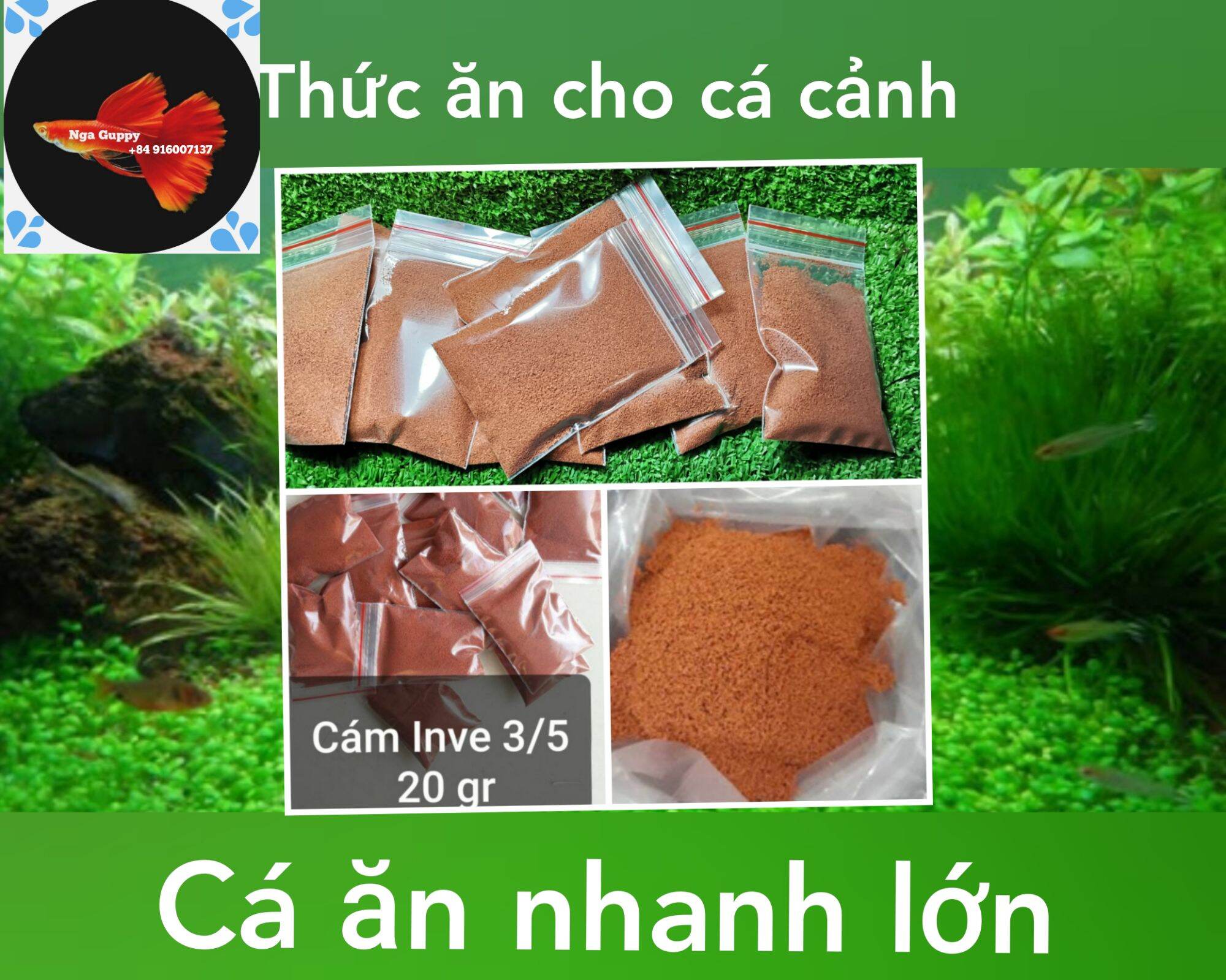 Cám inve 3/5 gói 20gr - thức ăn cho cá bảy màu - nga guppy