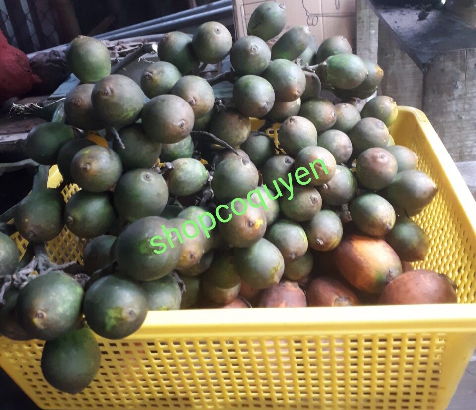 20 trái Cau ăn trầu để làm giống