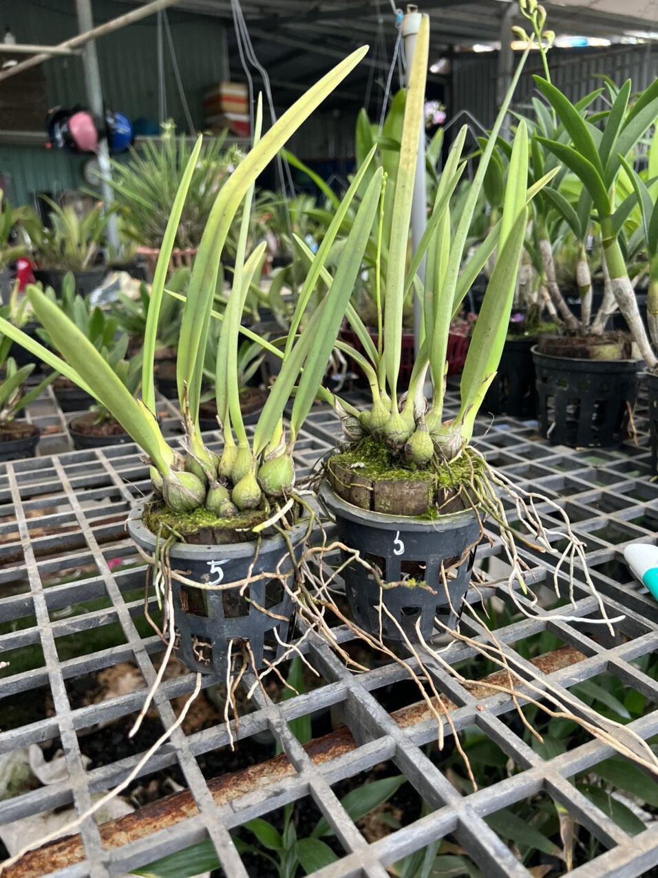 Hoa lan Encylia Xanh chậu nhỏ, hoa siêu thơm