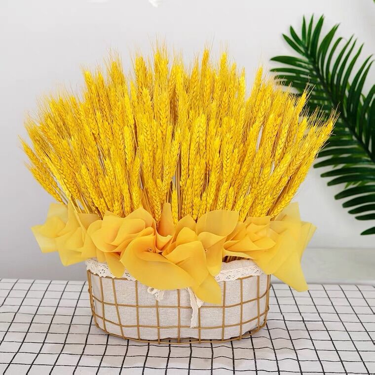 Cỏ lúa mạch khô bó 100 cành