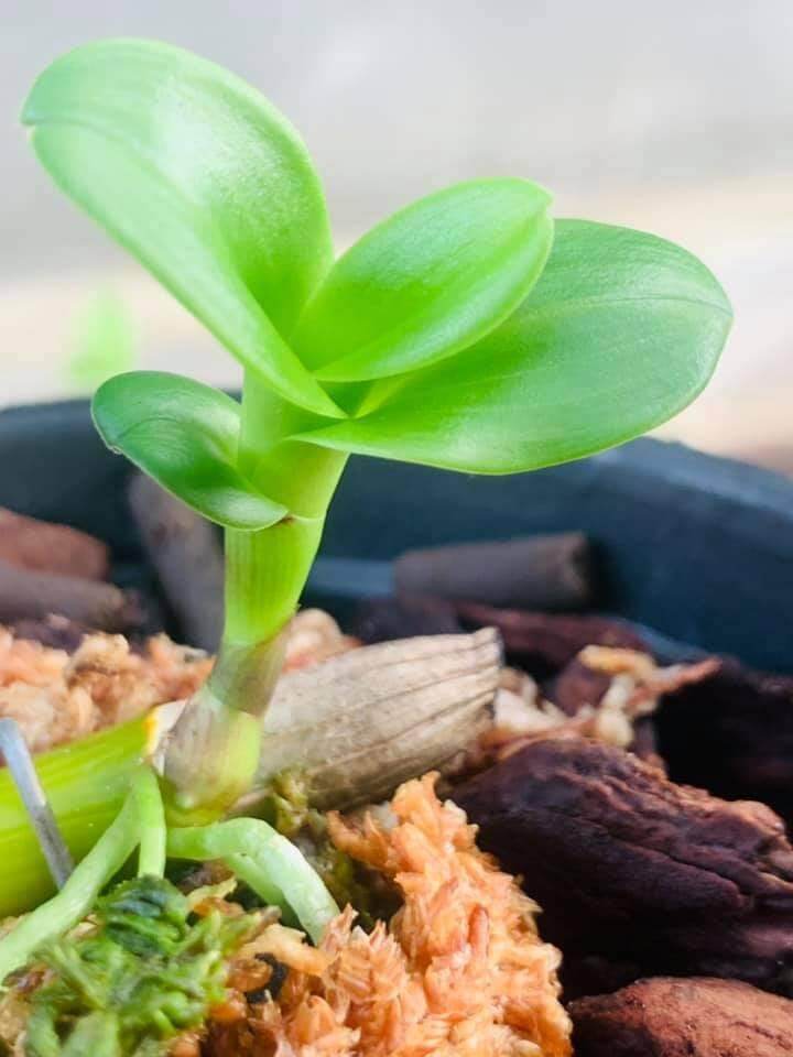 Ki phi điệp lá mít gân xếp