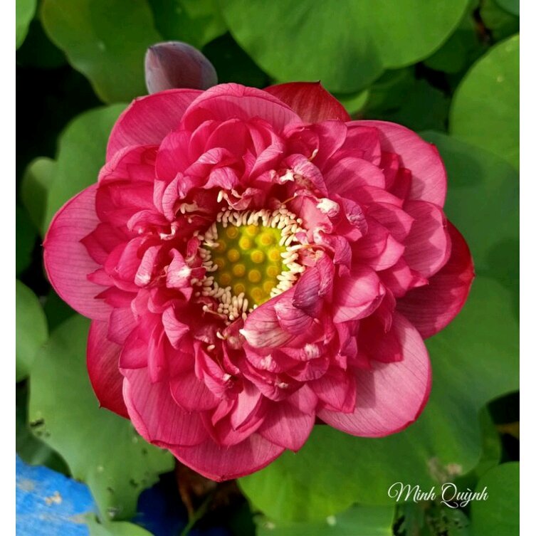 Củ sen Rosy sunshine