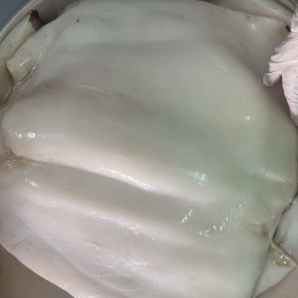 Thân Mực phi lê tươi ngon vĩ 900g (giao tphcm)