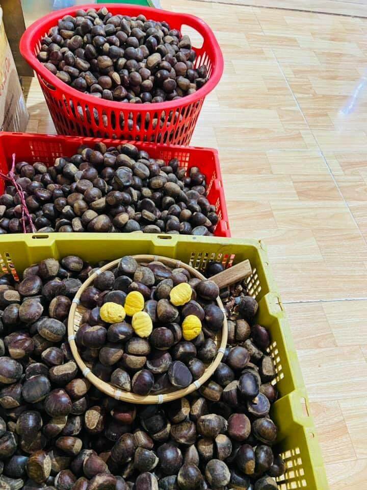 Hạt dẻ còn sống khách về tự nấu 1kg