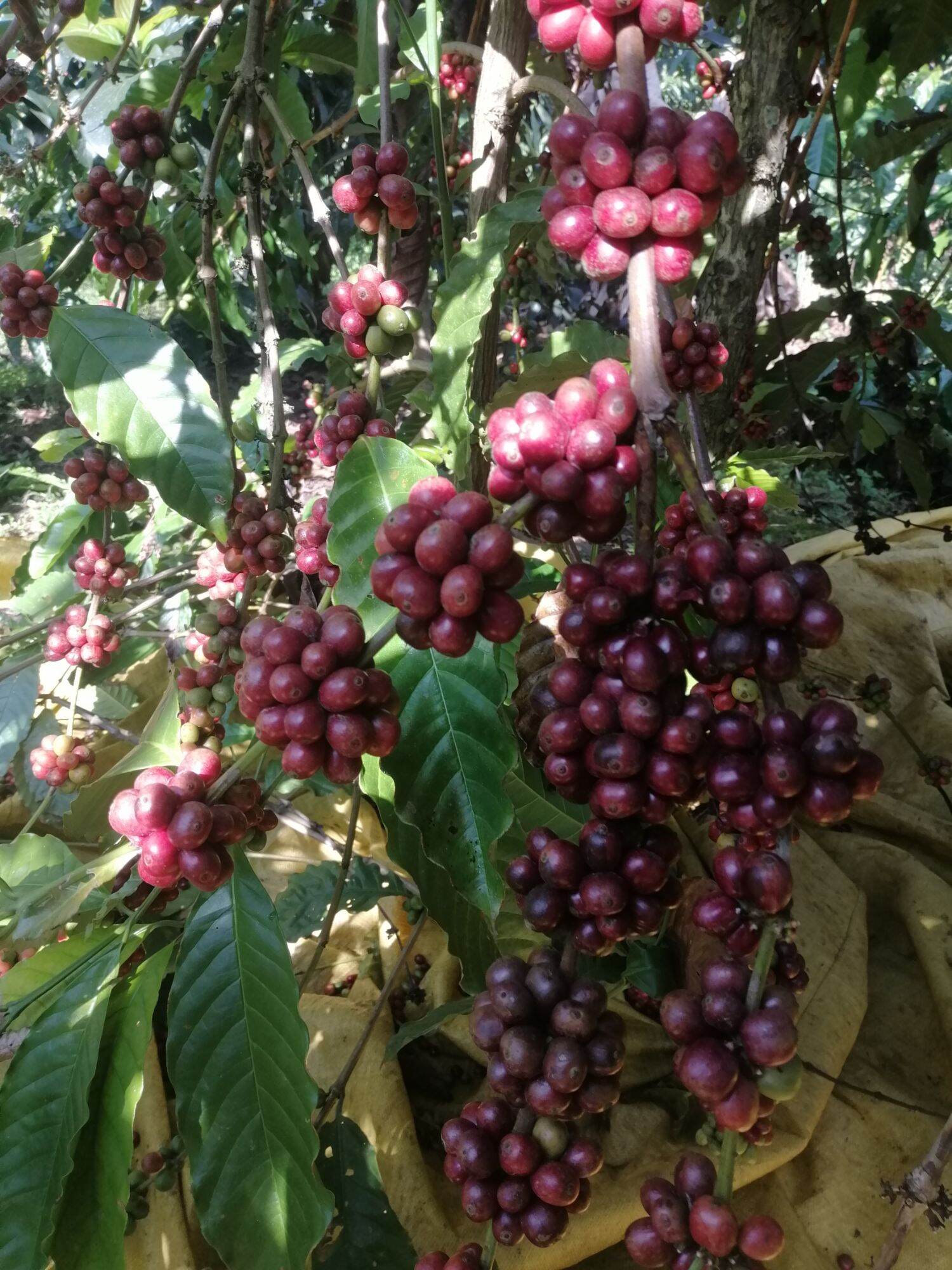 1 ký cà phê pha phin gu mạnh