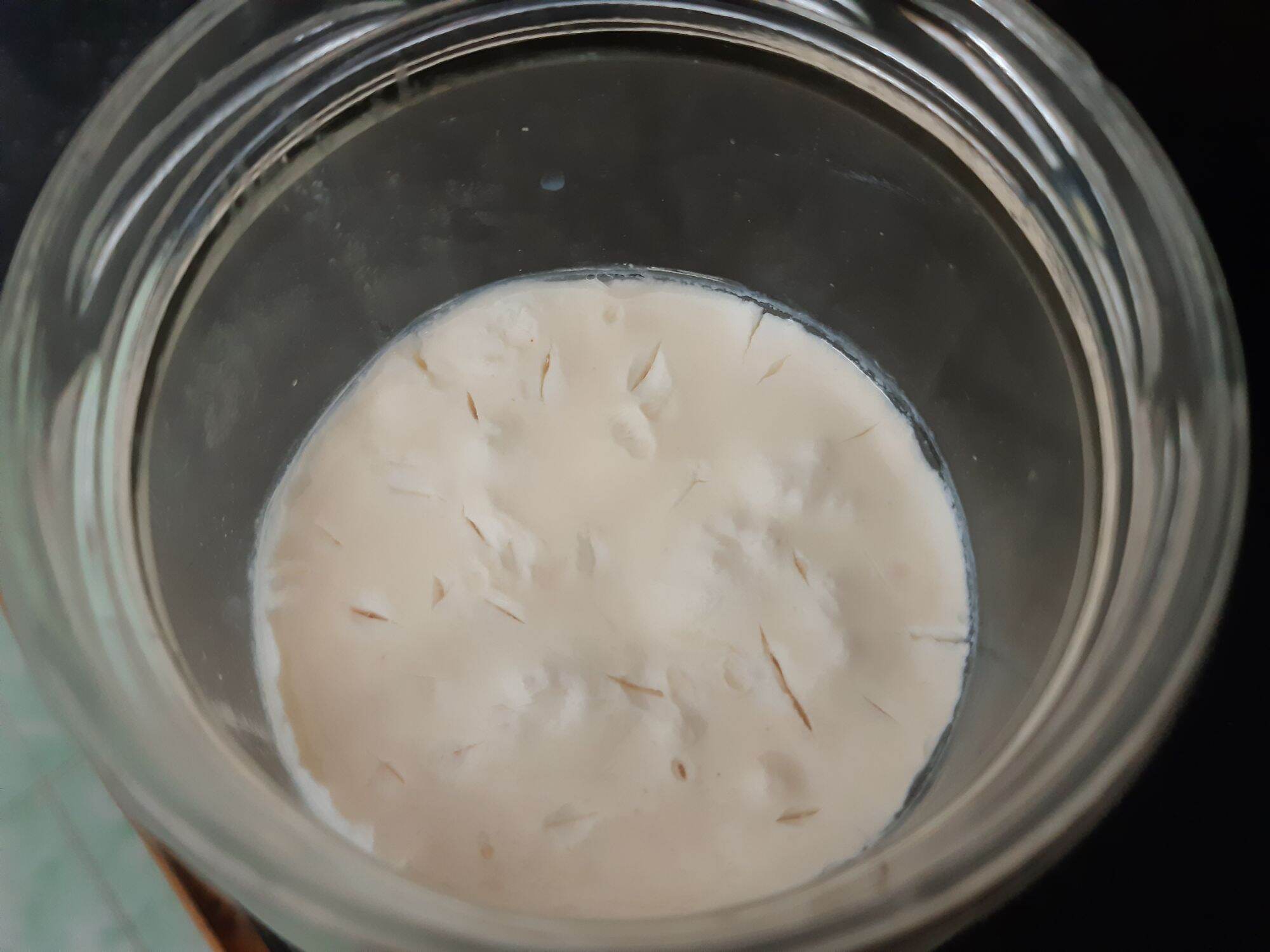 nấm sữa kefir ( nấm làm sữa chua)
