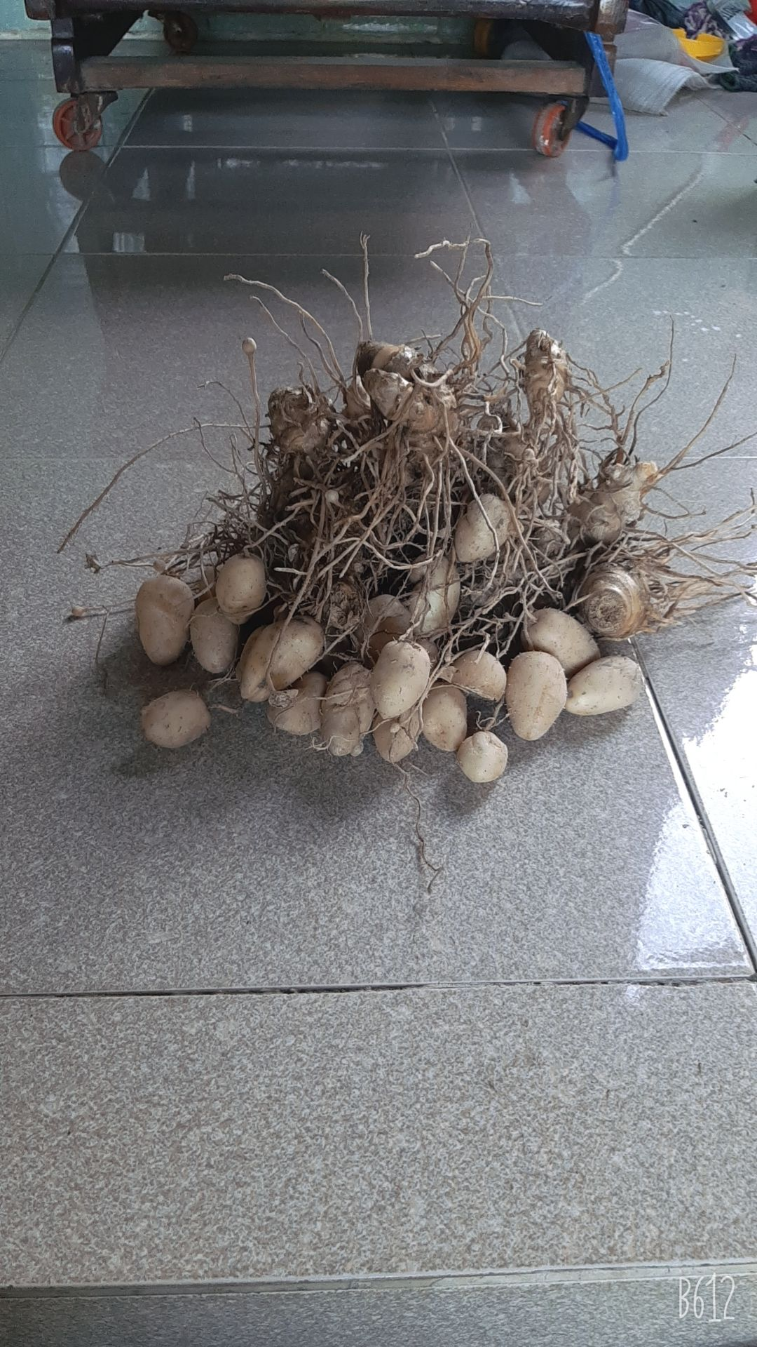 củ lùn giống 10 củ tặng kèm củ ăn