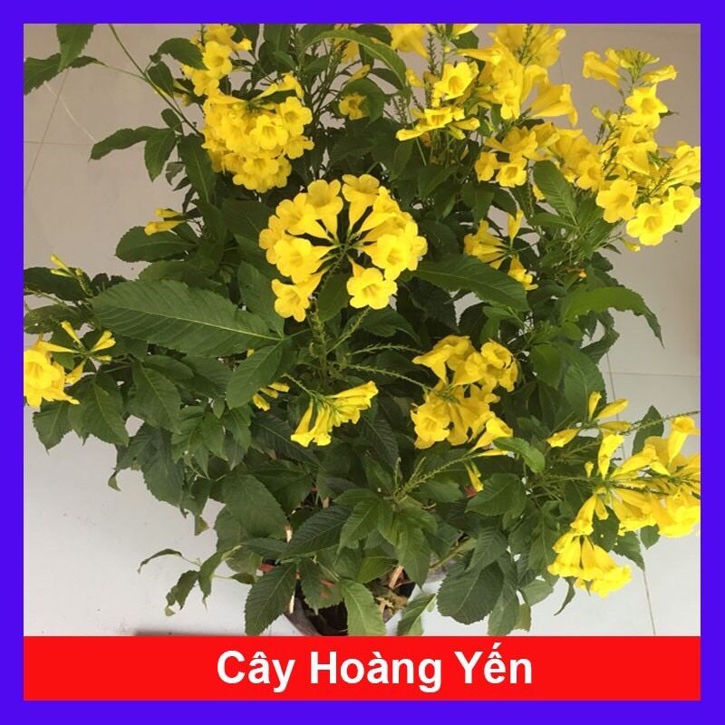 Cây chuông vàng/ hoàng Yến