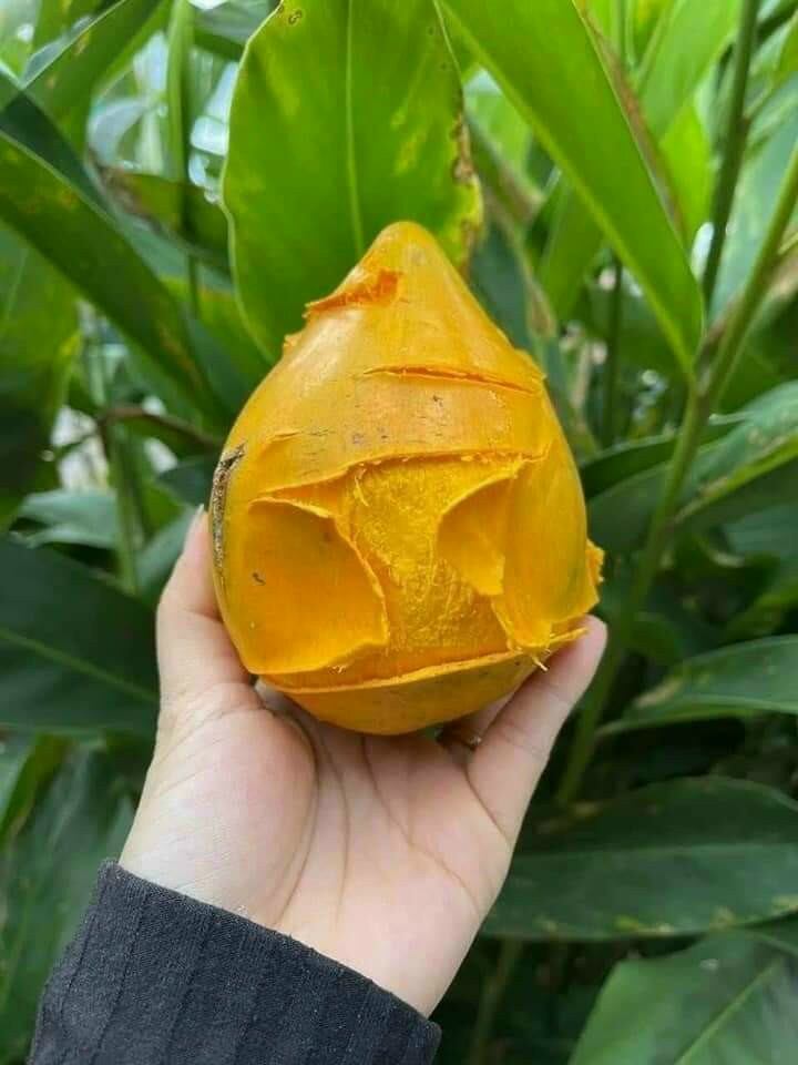 cây lê ki ma thái