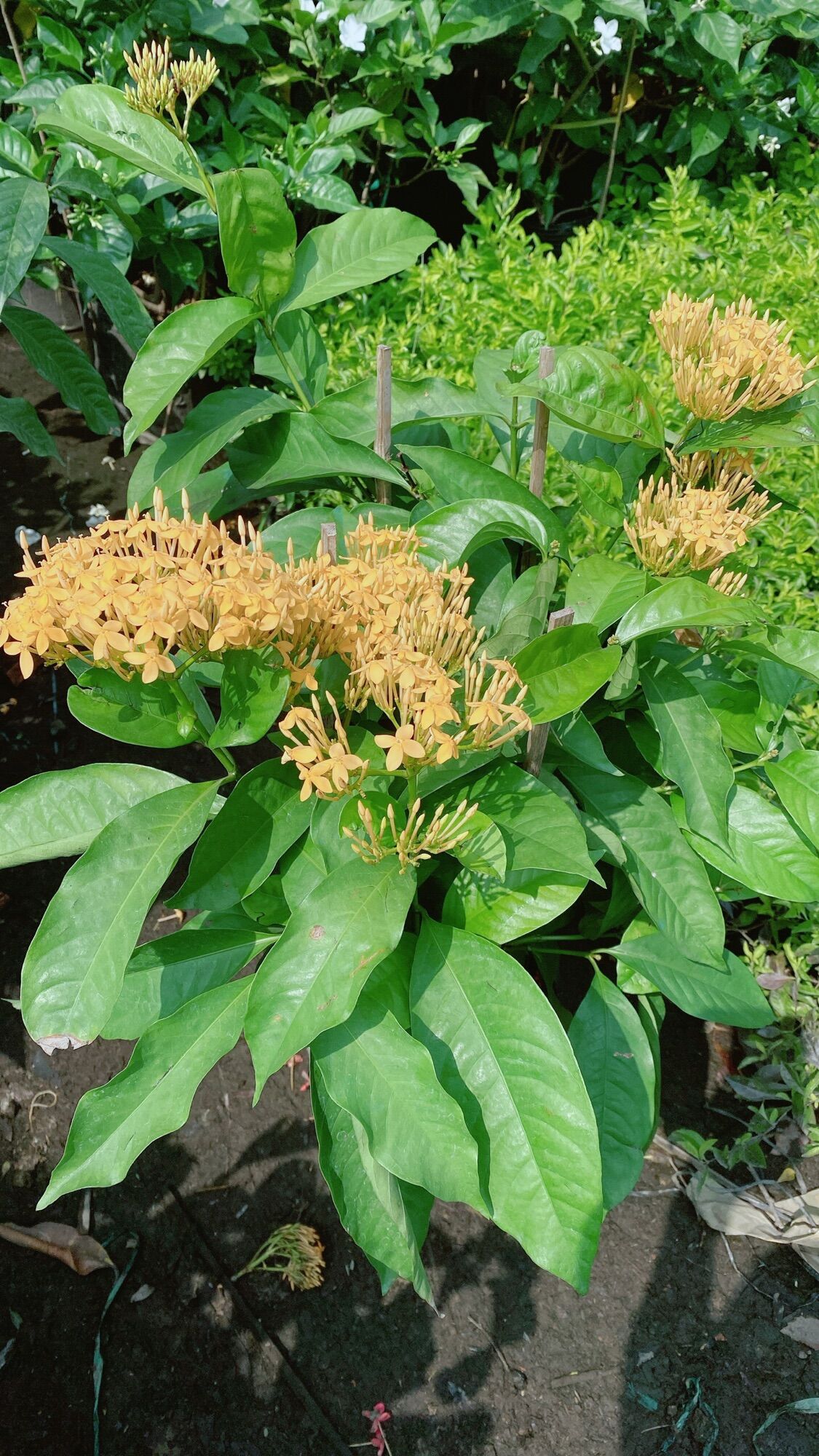 Cây Hoa Trang Mỹ Màu Vàng