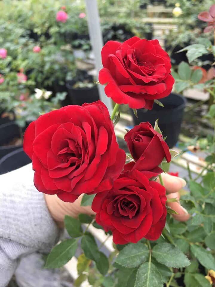 Hoa hồng ngoại nb Tezza đỏ Rose size trung