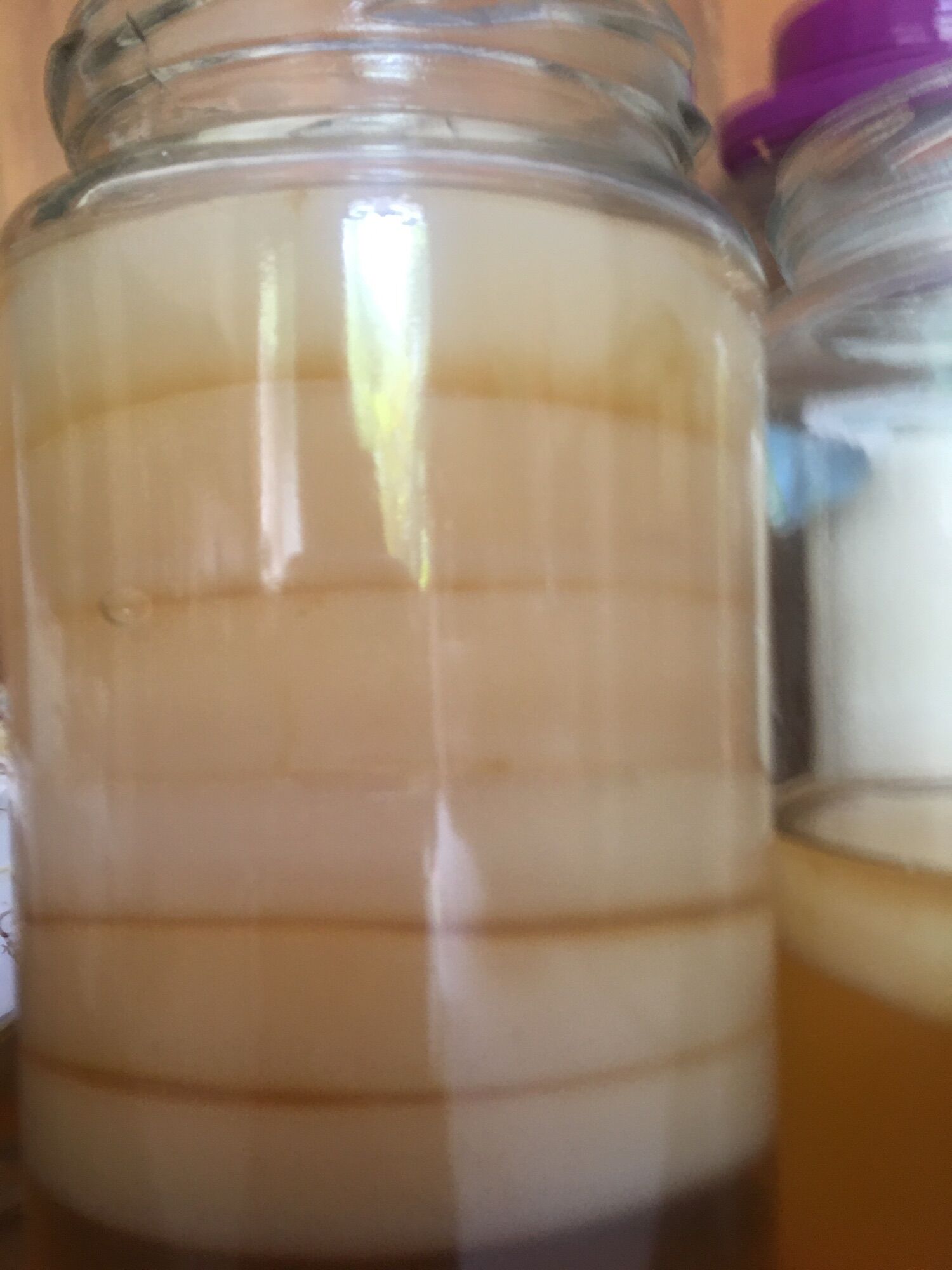 Scoby làm trà kombucha