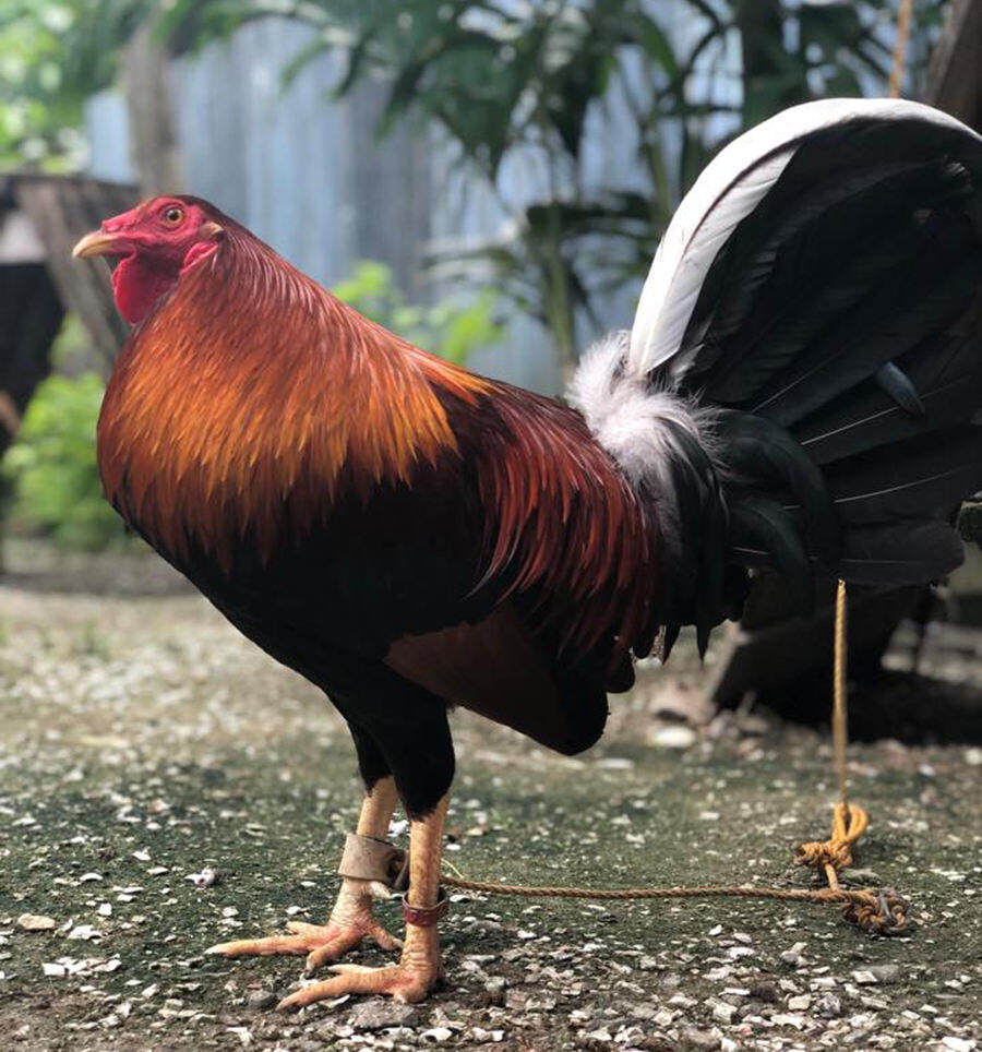 Gà nòi mỹ 10 Trứng ấp nở con giống