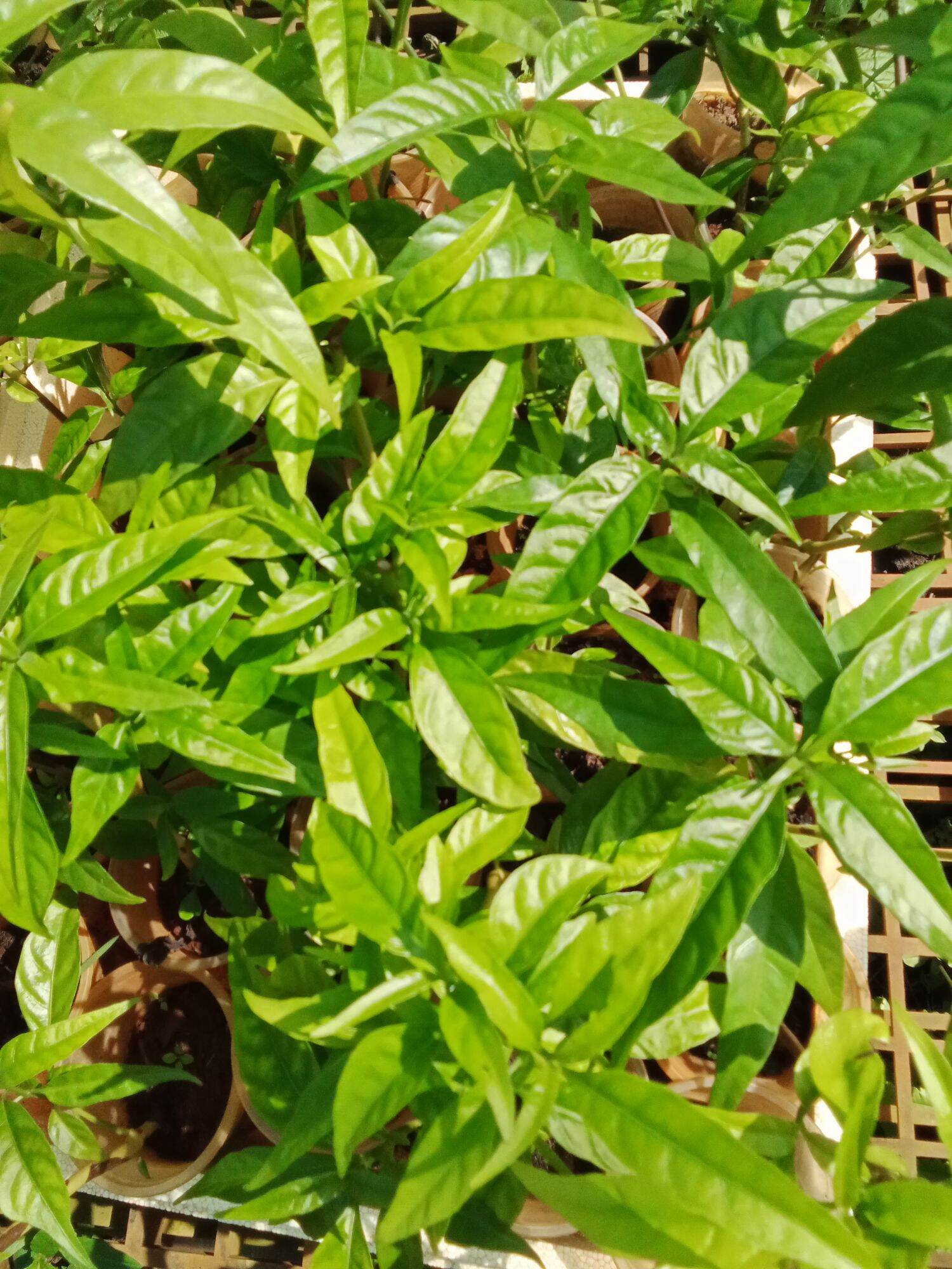 Cây giống hoàn ngọc trắng