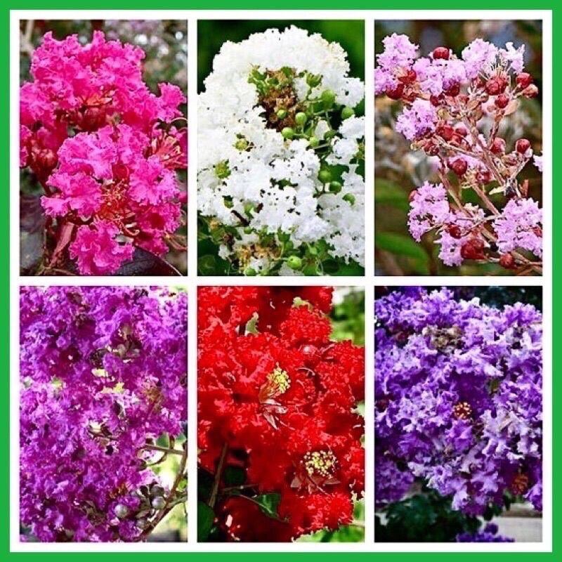 Cây Giống Hoa Tường Vy(mua 5 tặng 1)