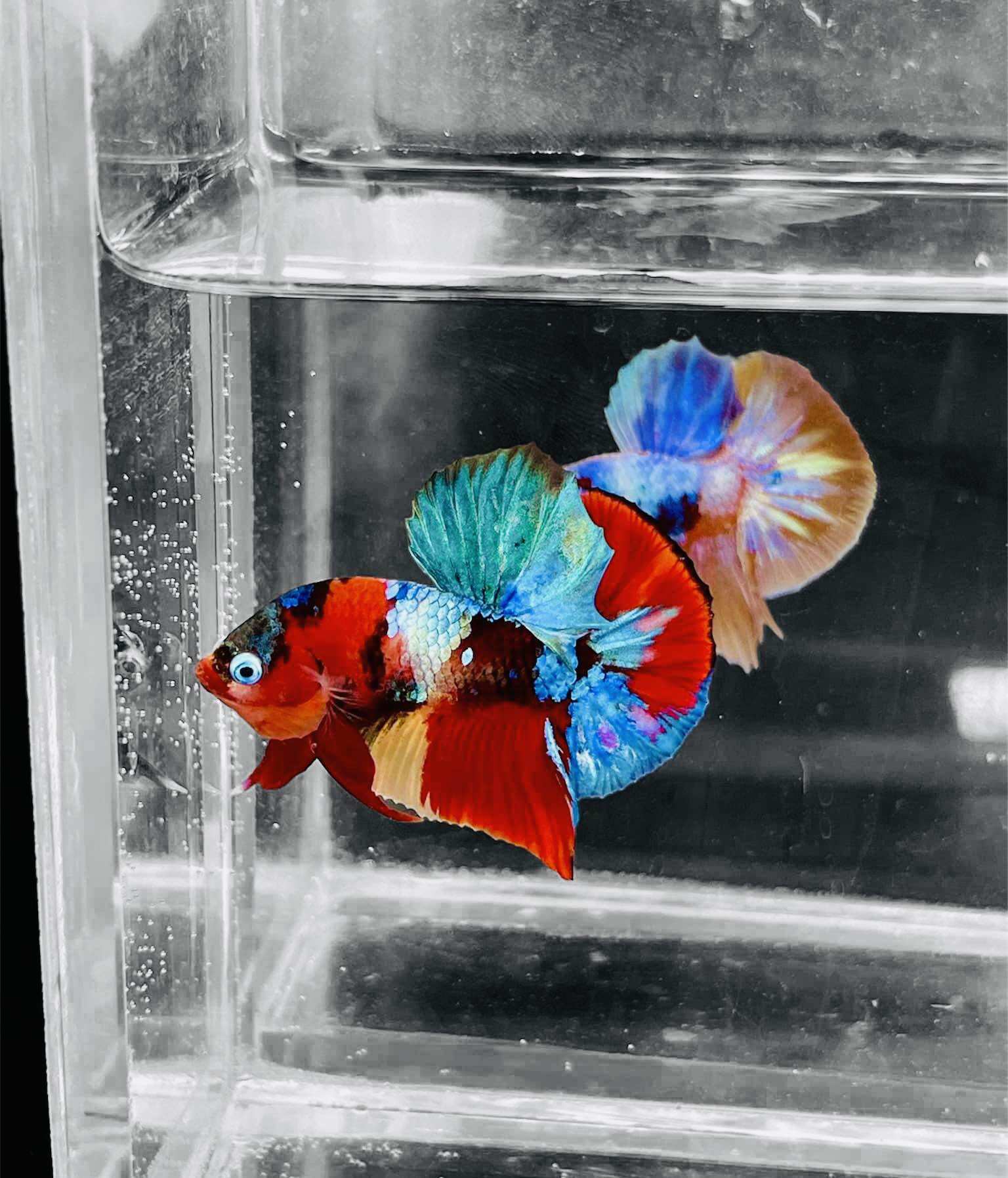 Betta Nemo Muticolor - Hàng cao cấp