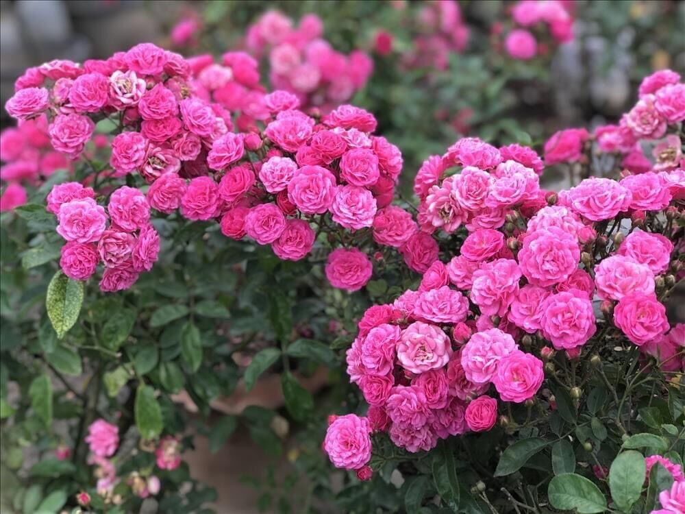 Hoa hồng ngoại tree mini Otto line rose