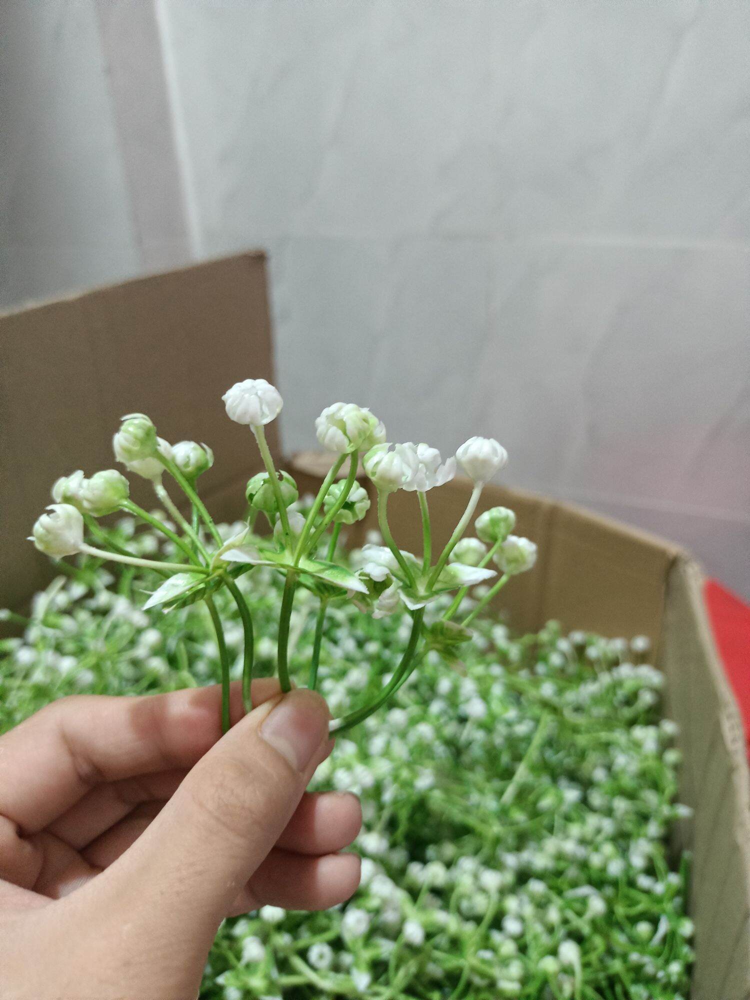 Cỏ điểm bi bịch 100gr