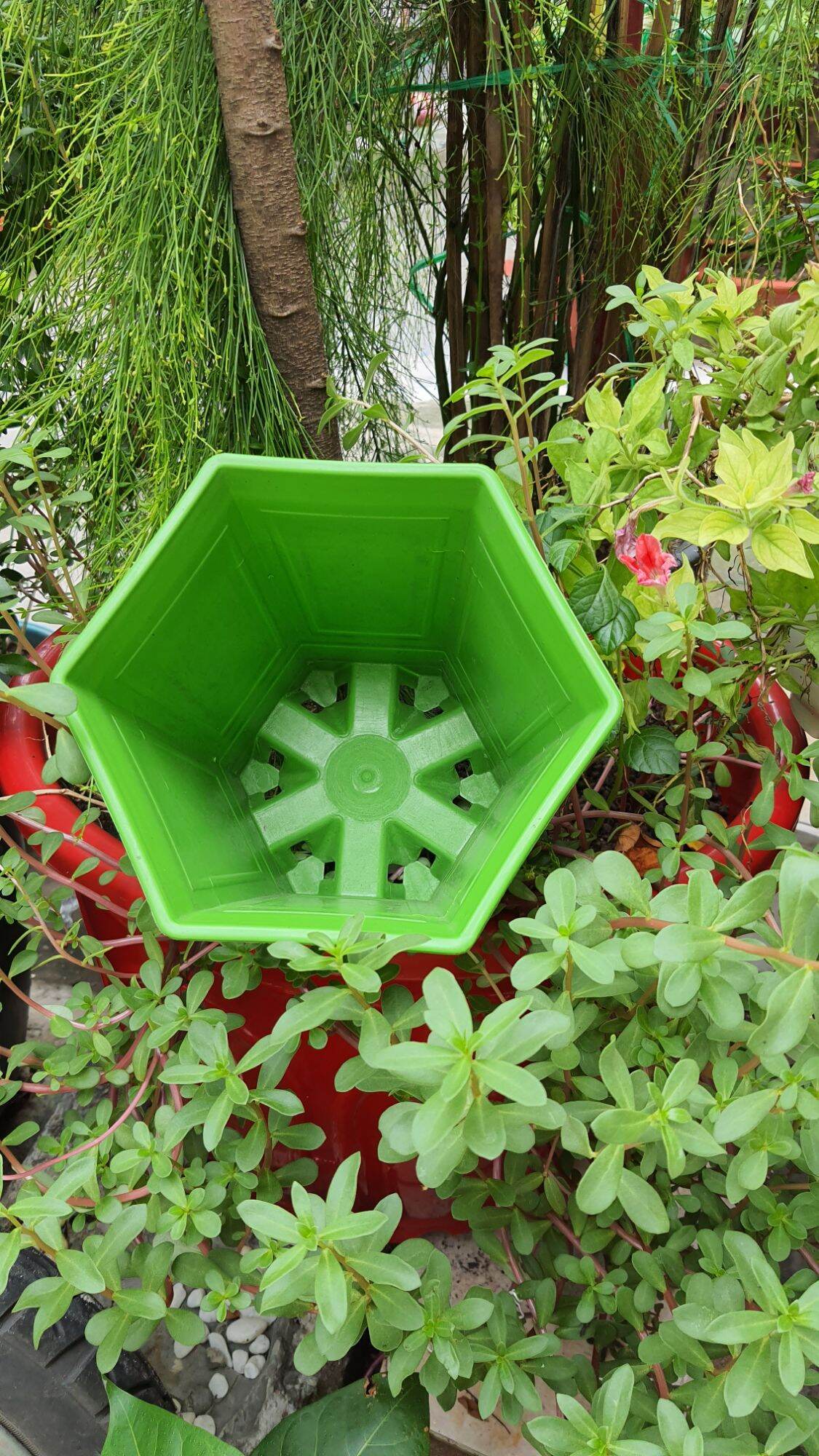 chậu lục giác in lụa chân cao size nhỏ 17x20cm
