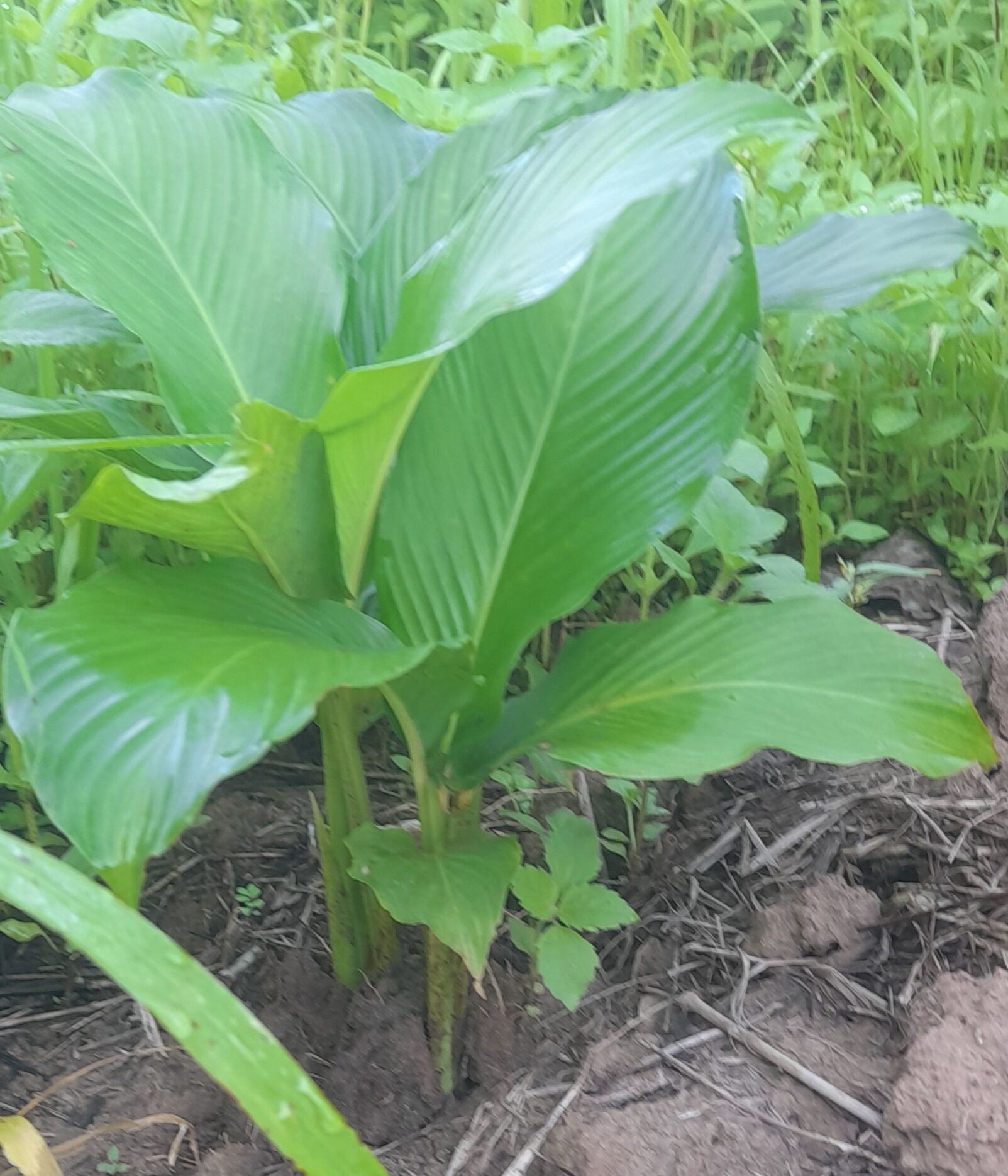 Củ lùn tròn củ giống đã lên mầm. Tùy chọn 500g, 1kg.