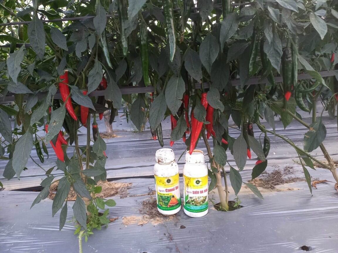 phân bón kích hoa Siêu Ra Hoa 500ml