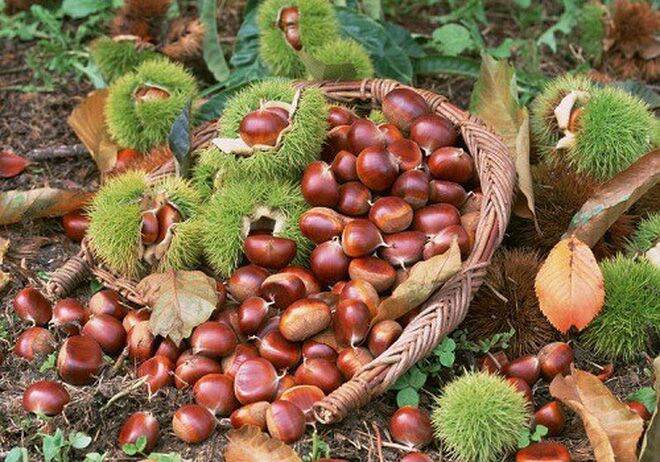 cây giống hạt dẻ đen trùng Khánh -hạt dẻ đen ăn hạt