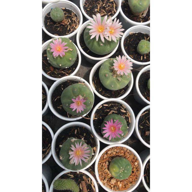 [HCM]Xương Rồng Lopho hạt