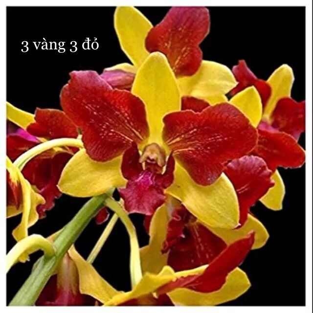 Dendro 3 vàng 3 đỏ - cây con