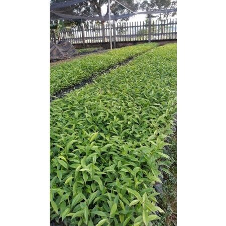 COMBO 10 CÂY GIÓ bầu, trầm hương