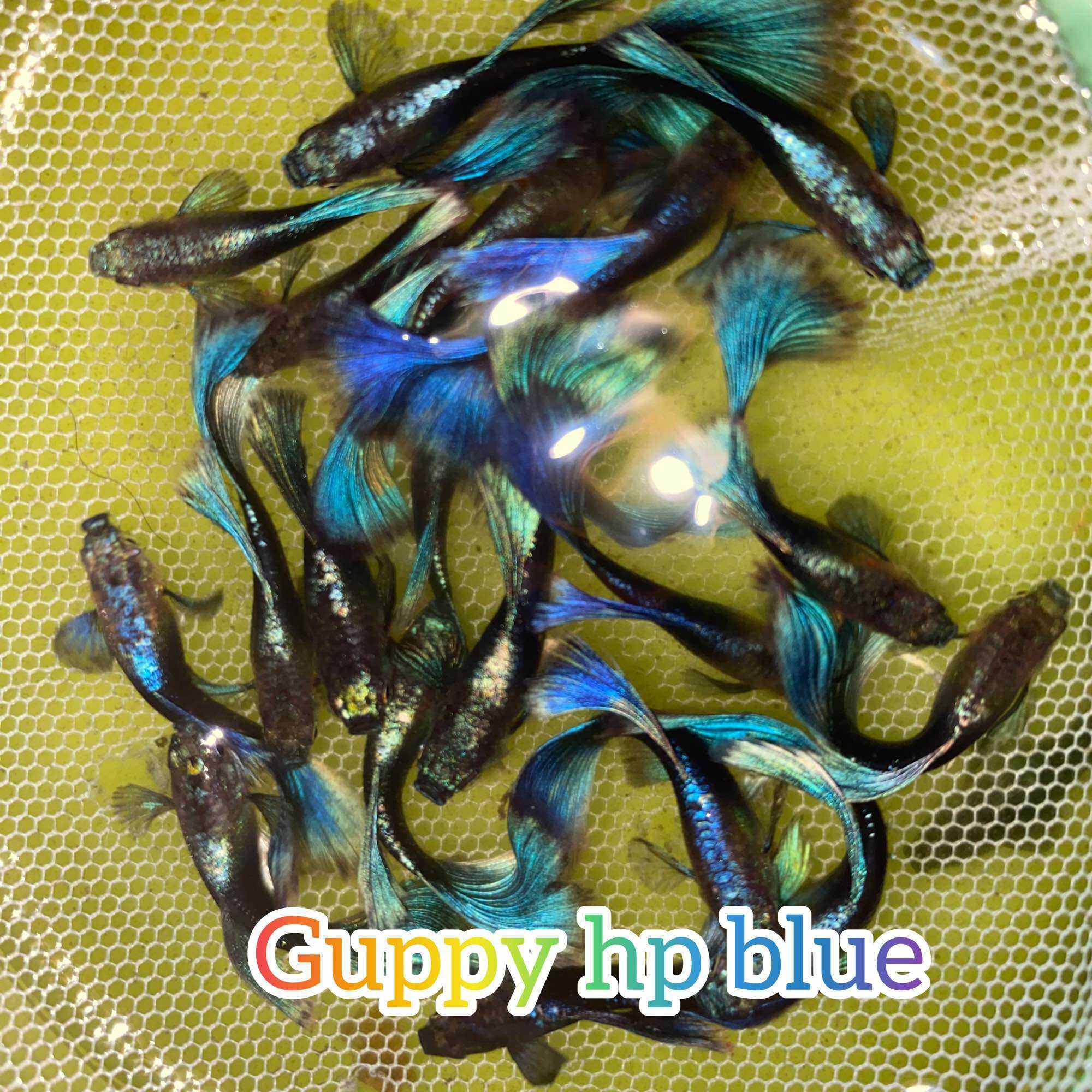 🎋🎋 TẾT TẾT XUÂN XUÂN 🧧 GUPPY 1 CẶP HP BLUE