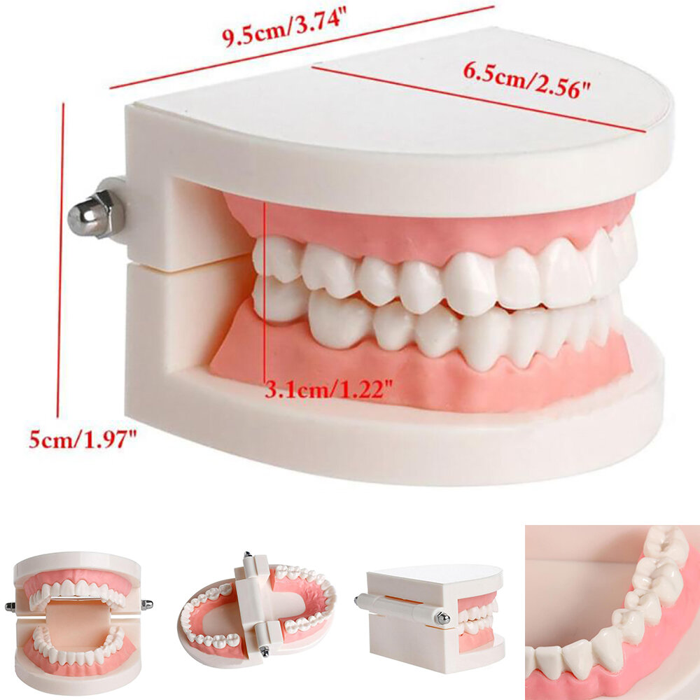 Dụng cụ nha khoa dụng cụ nha khoa dụng cụ nha khoa mô hình răng tiêu chuẩn giảng dạy mô hình răng nha khoa Vật liệu phòng thí nghiệm nha khoa