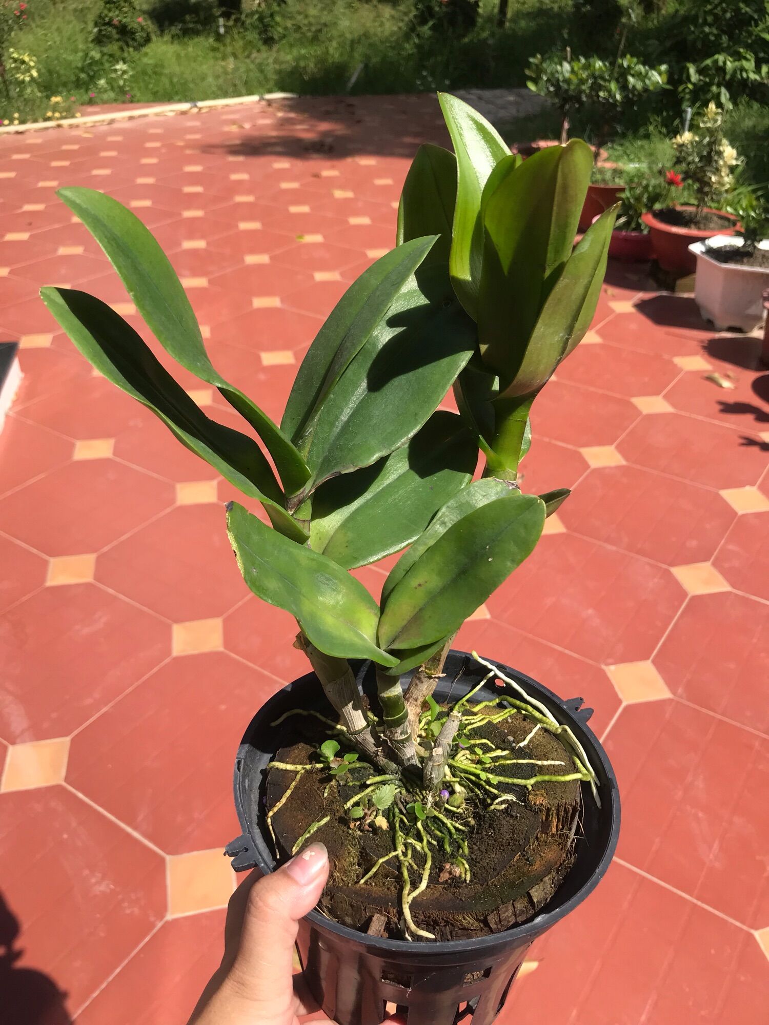 (1 chậu) Hoa lan dendro chớp vàng đỏ - tỷ lệ xổ chớp 5%