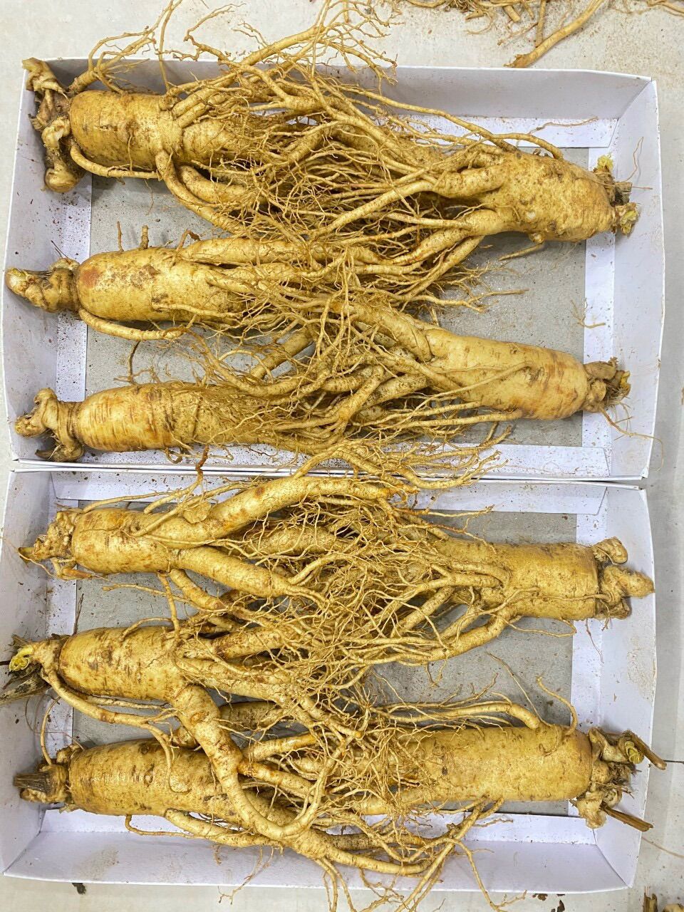 Sâm tươi Hàn Quốc Loại 5 củ/kg củ rất to