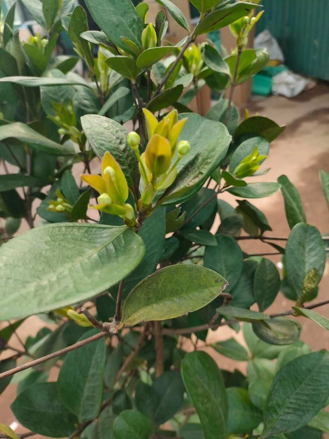 cây giống cherry sắp có hoa