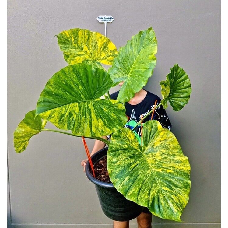 Chậu cây ráy var vàng size lớn lá 25/ 30 cm