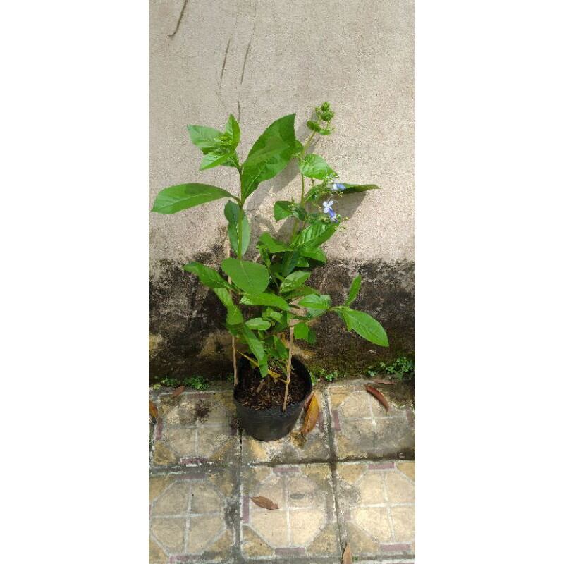 Hoa thanh điệp (hoa cánh tiên)