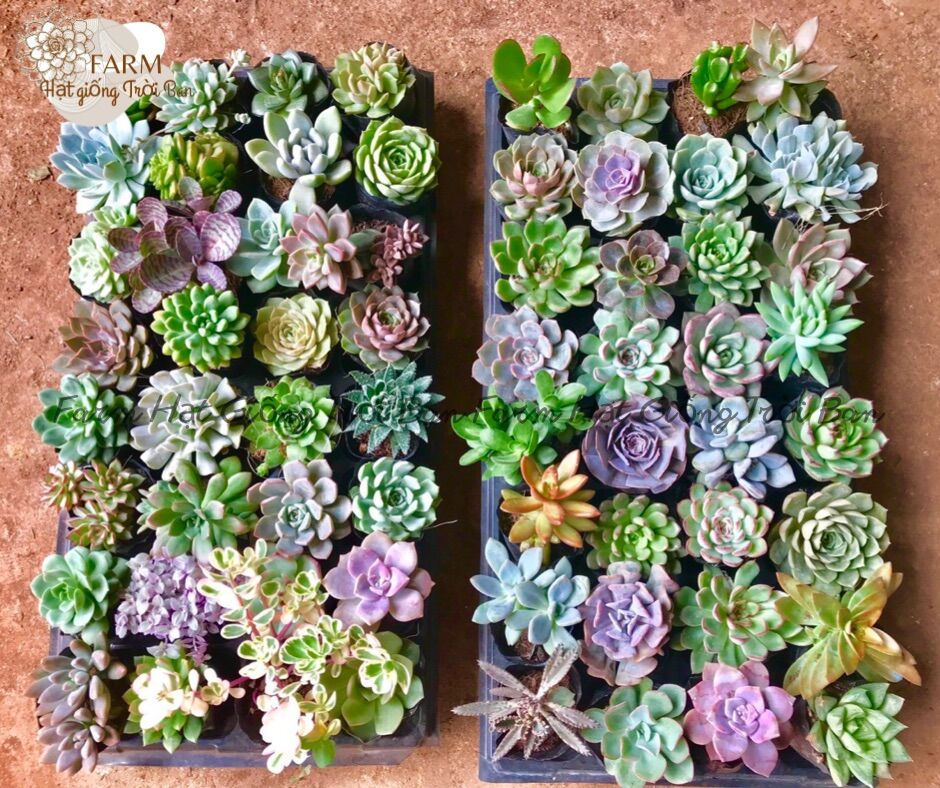 5 loại sen đá đà lạt📮5-8cm🖼 ngẫu nhiên🥩freeship 🧚🏻lỗi1đổi1