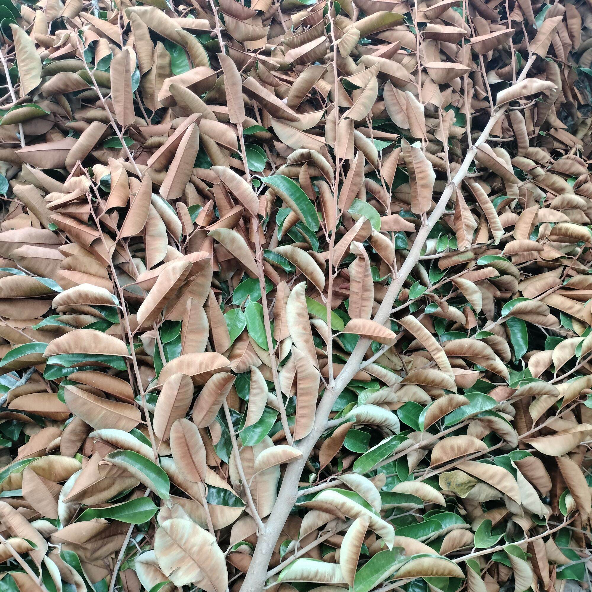 Lá vú sữa sấy khô 1kg