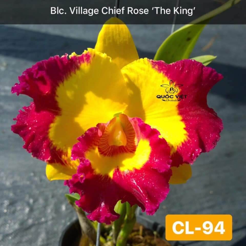 Hoa lan cát Vua Cương Sơn hoa thơm